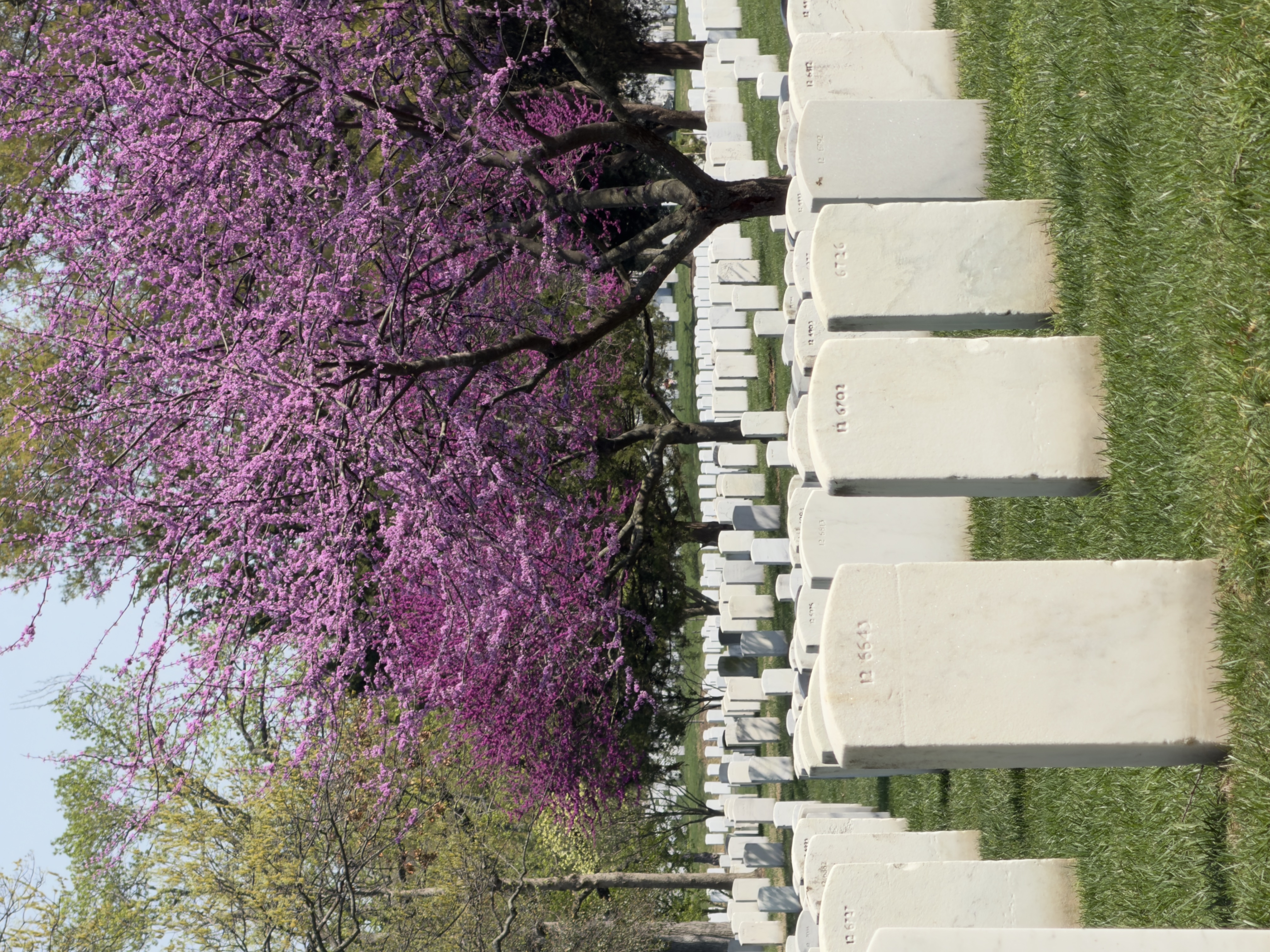 Arlington