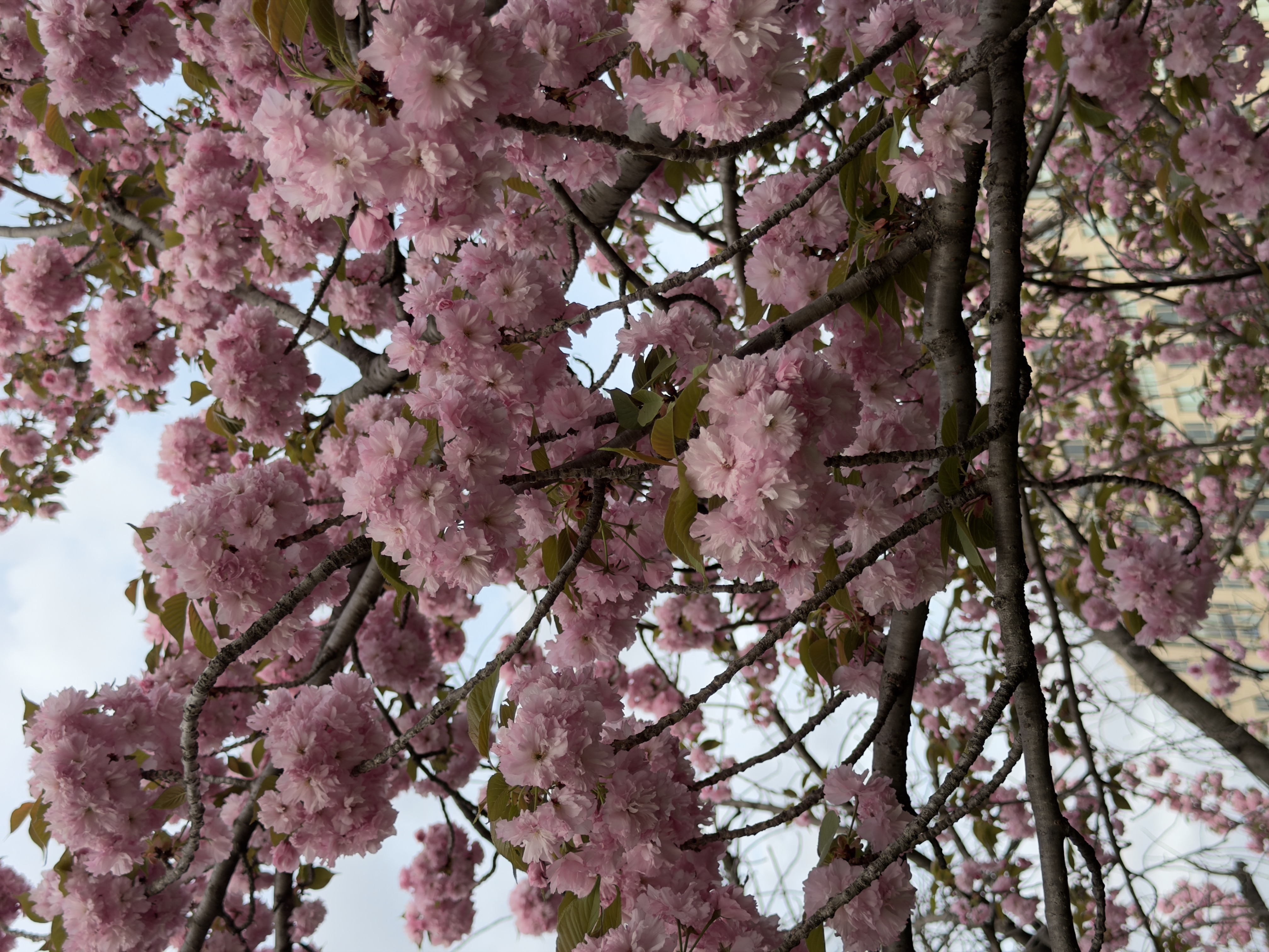 Peak Bloom